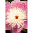 thumbnail image 3 of Millet, Karyn 13x18 Black Modern Framed Museum Art Print Titled - Pink and White Peony I, 3 of 5