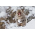 thumbnail image 2 of Goff, Ellen 24x17 Black Ornate Wood Framed with Double Matting Museum Art Print Titled - Japan-Nagano A young Japanese macaque plays with a snowball, 2 of 4