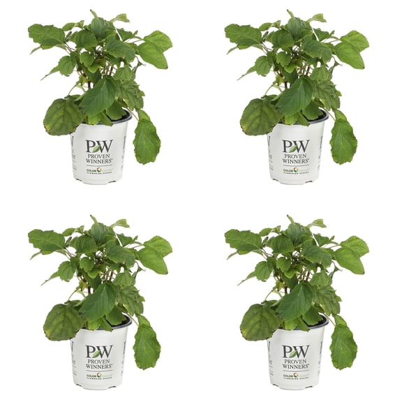 Proven Winners ColorChoice 5" White Incrediball Smooth Hydrangea Live Plant in 4.5" Pot (4 Count)