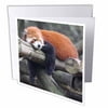 3dRose Adorable Red Panda, Sichuan Province, China, Greeting Cards, 6 x 6 inches, set of 12