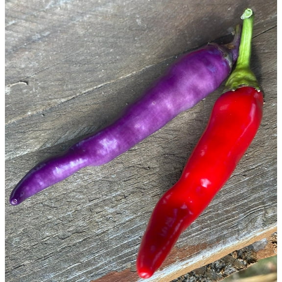 Buena Mulata Pepper Premium Seeds Packet