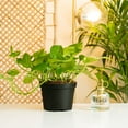 thumbnail image 2 of Expert Gardener 16" Foliage Live Plants Grower Pot, Air-Purifying, 2 of 5