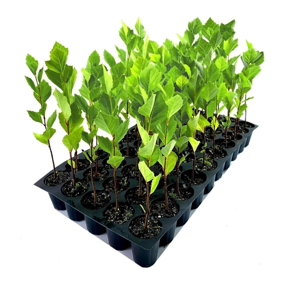 American Sycamore Tree 3 Live Plants Platanus Occidentalis Hardy, Fast-Growing, Shade Provider Perfect for Landscaping and Outdoor Decor
