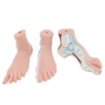 thumbnail image 4 of 3 Pcs de Modèle de Pied Normal, Plat et Arqué, 4 of 8