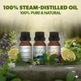 thumbnail image 7 of Brookstone Sleep Collection 100% Pure & Natural Blended Essential Oil 3 Pack, 7 of 7