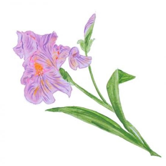 Floral VI Canvas Art - Linda Baliko(24X24)
