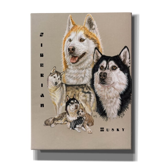 Epic Graffiti 'Siberian Husky' by Barbara Keith, Canvas Wall Art, 40"x54"