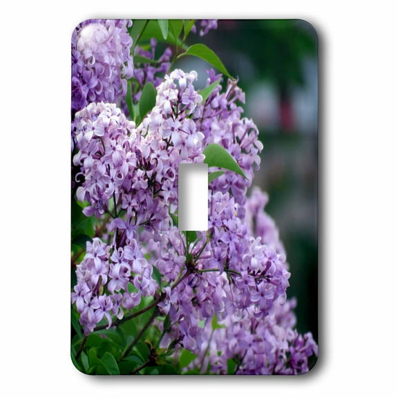 3dRose, Syringa or Lilac bush with purple flowers up close, single toggle switch