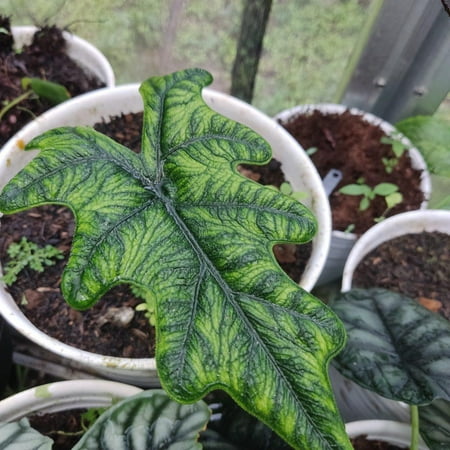 Alocasia 'Jacklyn' Elephant Ear Indoor Plant - Tropical, Pet-Toxic, Air Purifying, Foliage for Gardens & Containers 6" Pot