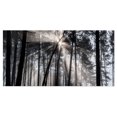 thumbnail image 1 of Designart 'Sunbeams through Black White Forest ' Forest Canvas Wall Art Print, 1 of 3