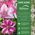 thumbnail image 2 of Clematis Carnaby - Live Starter Plant in a 2 Inch Growers Pot - Starter Plants Ready for The Garden - Beautiful Deep Pink Flowering Vine, 2 of 6