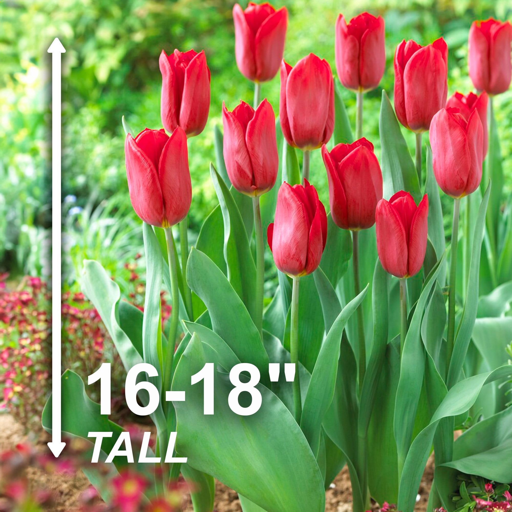 Garden State Bulb Triumph Strong Love Red Tulip Flower Bulbs, 12/+ cm (Bag of 25)