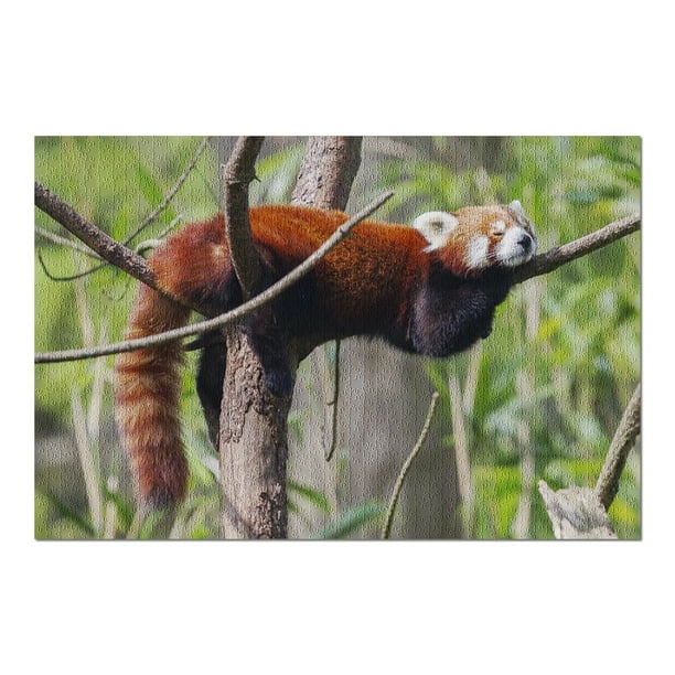 Red Panda Sleeping On A Branch x30 Premium 1000 Piece Jigsaw Puzzle Made In Usa Walmart Com Red Panda Sleeping On A Branch x30 Premium 1000 Piece Jigsaw Puzzle Made In Usa Walmart Com