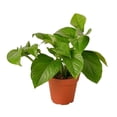 thumbnail image 2 of House Plant 4-POTHOS-GREEN Green Queen Pothos Plant in 4 in. Pot, 2 of 5