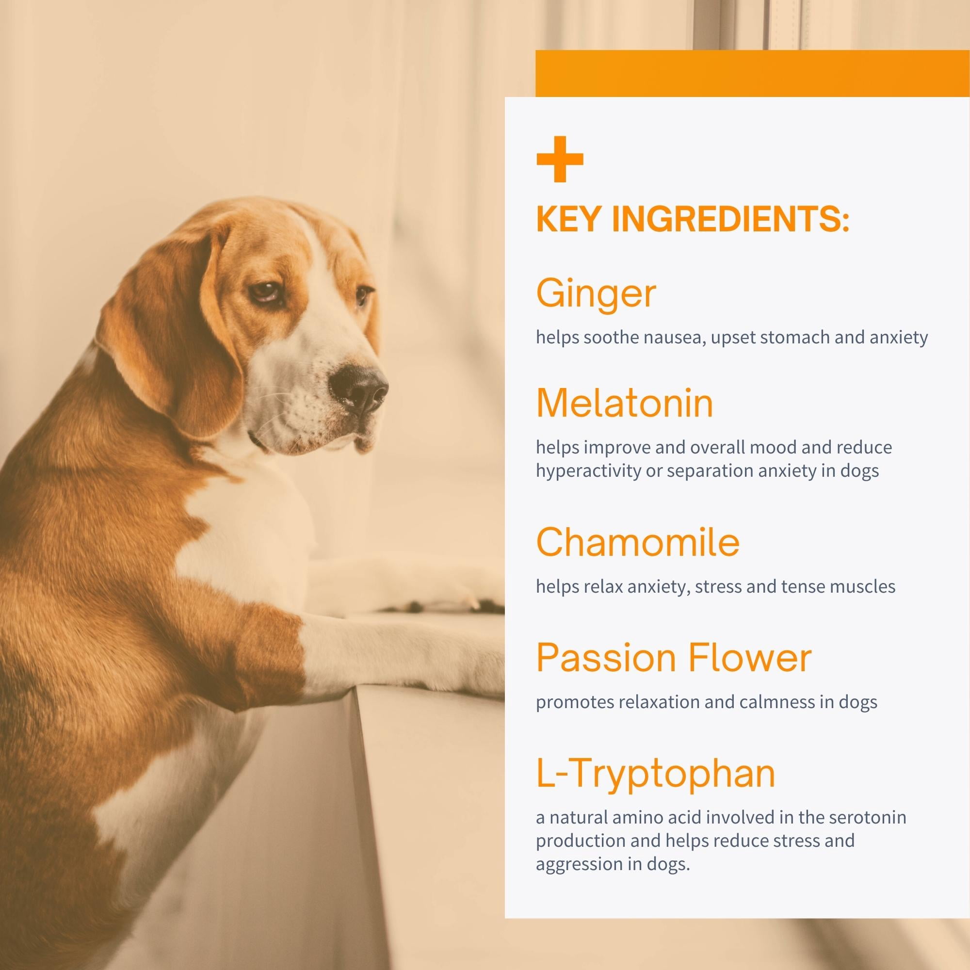 SensoVet Calm & Relax Soft Chews for Dogs - Ginger Melatonin Blend