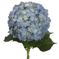 Bloomingmore 15 Stem Hydrangeas Blue Fresh Cut Flowers