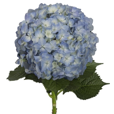 Bloomingmore 15 Stem Hydrangeas Blue Fresh Cut Flowers