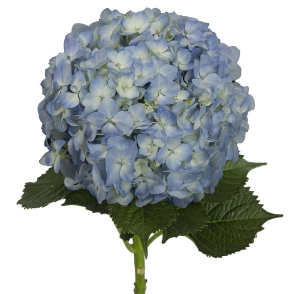 Bloomingmore 15 Stem Hydrangeas Blue Fresh Cut Flowers