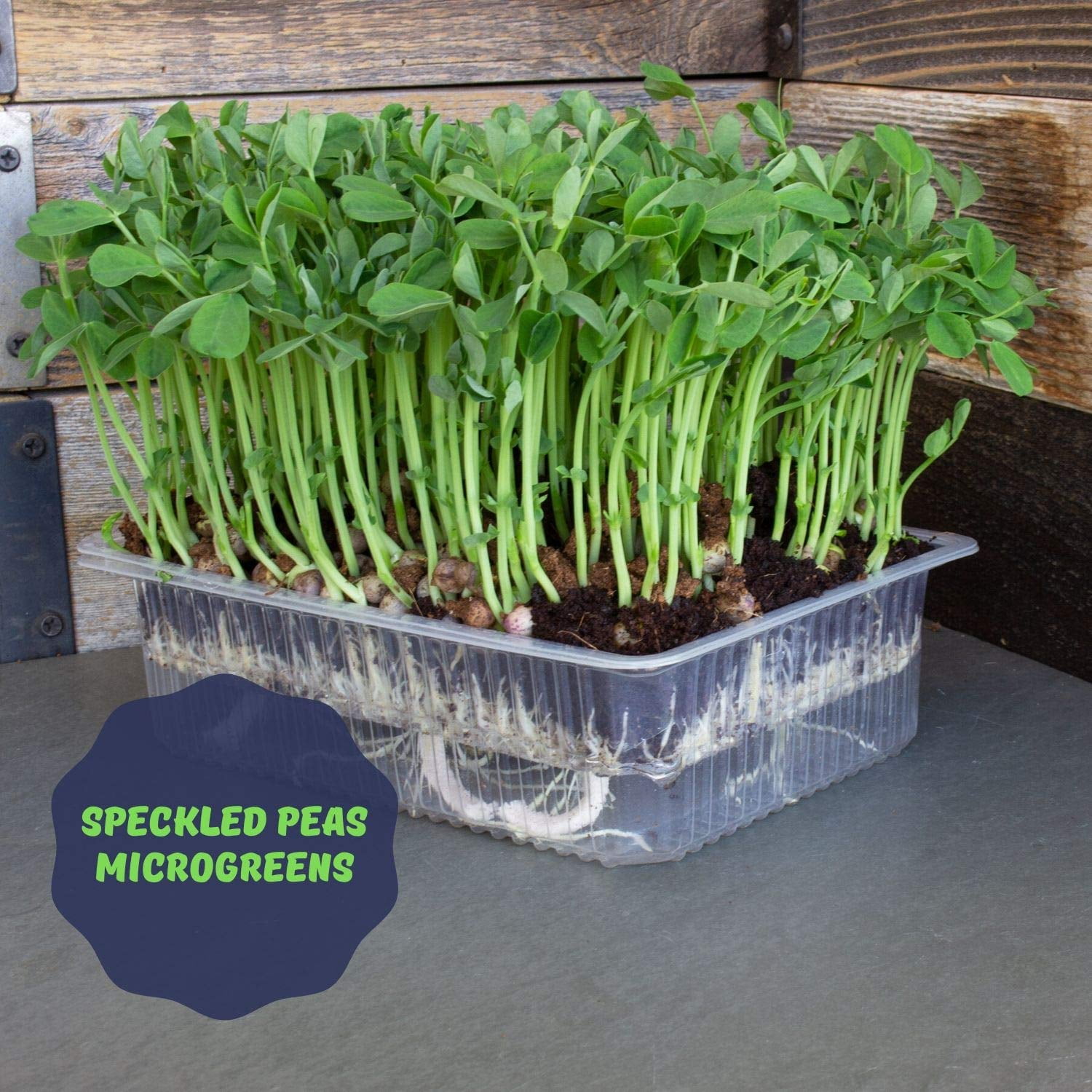 Self Watering Microgreens Kit - Soil Based - Grow Micro Greens In Soil - Easy Growing - Fun to Eat - Grow Sunflower, Speckled Pea, Rainbow Swiss Chard & Cilantro