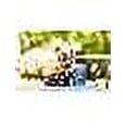 thumbnail image 3 of Barritt's Sugar Free / Diet Ginger Beer Cans - 24 Pack - 12oz Cans - Gluten Free, 3 of 7