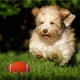 thumbnail image 2 of FELTECHELECTR Juguete de goma para perros con sonido chirriante, pelotas de rugby, juguetes para cachorros, suministros para entrenamiento dental, talla S, 2 of 6