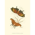 thumbnail image 2 of Jardine, Sir William 11x14 White Modern Wood Framed Museum Art Print Titled - Jardine Butterflies V, 2 of 4