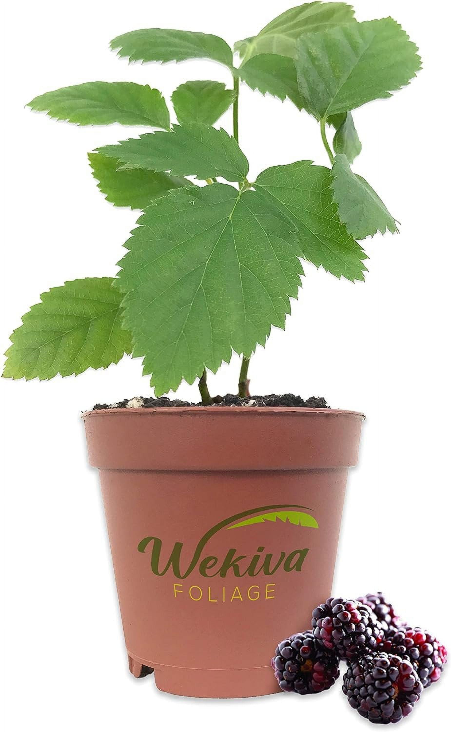 Berry Variety Pack - 4 Live Starter Plants - Growers Choice - A Selection of Blueberry, Blackberry, and Boysenberry Varieties For Your Edible Garden