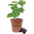 thumbnail image 4 of Berry Variety Pack - 4 Live Starter Plants - A Selection of Blueberry, Blackberry, and Raspberry Varieties For Your Edible Garden, 4 of 7