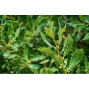 ArOmis Laurel Leaf Essential Oil - USDA Certified Organic - 100% Pure Therapeutic Grade - 30ml (1 Fl Oz), Undiluted, Premium, Oils Perfect for Aromatherapy Diffuser