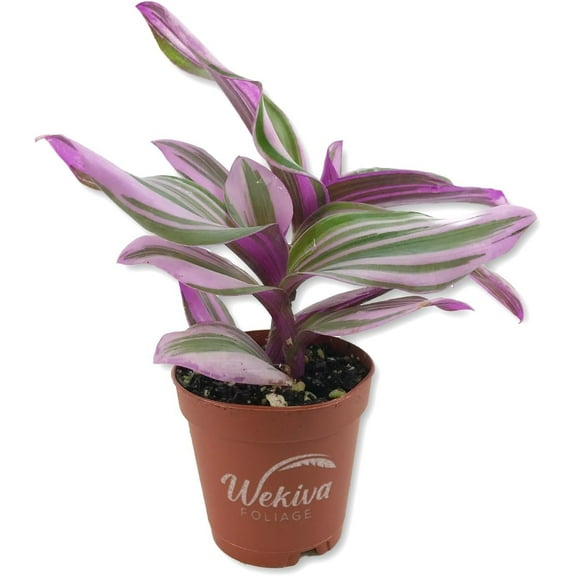 Tradescantia Nanouk Wandering Jew - 4 Live Plant in a 2 Inch Pots - Tradescantia Albiflora 'Nanouk' - Rare and Elegant Indoor Houseplant