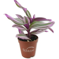 Tradescantia Nanouk Wandering Jew - 4 Live Plant in a 2 Inch Pots - Tradescantia Albiflora 'Nanouk' - Rare and Elegant Indoor Houseplant