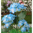 thumbnail image 5 of XEOVHV Solar Garden Lights - 2024 Version Solar Lights Outdoor, Colorful Lights,Hydrangea Flower Lights for Yard Decor, Garden Decoration, Two Lightning Modes & Enlarged Solar Panel, 5 of 7