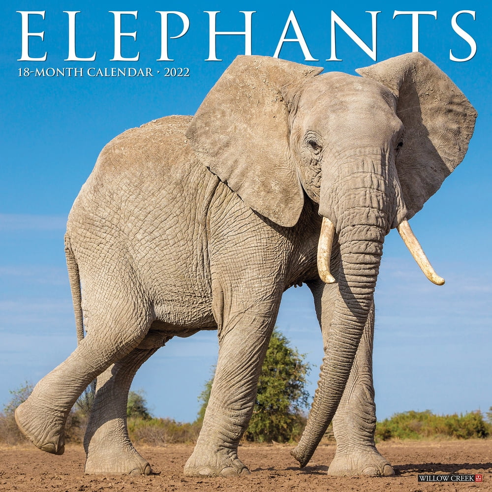 Willow Creek Press Elephants 2022 Wall Calendar