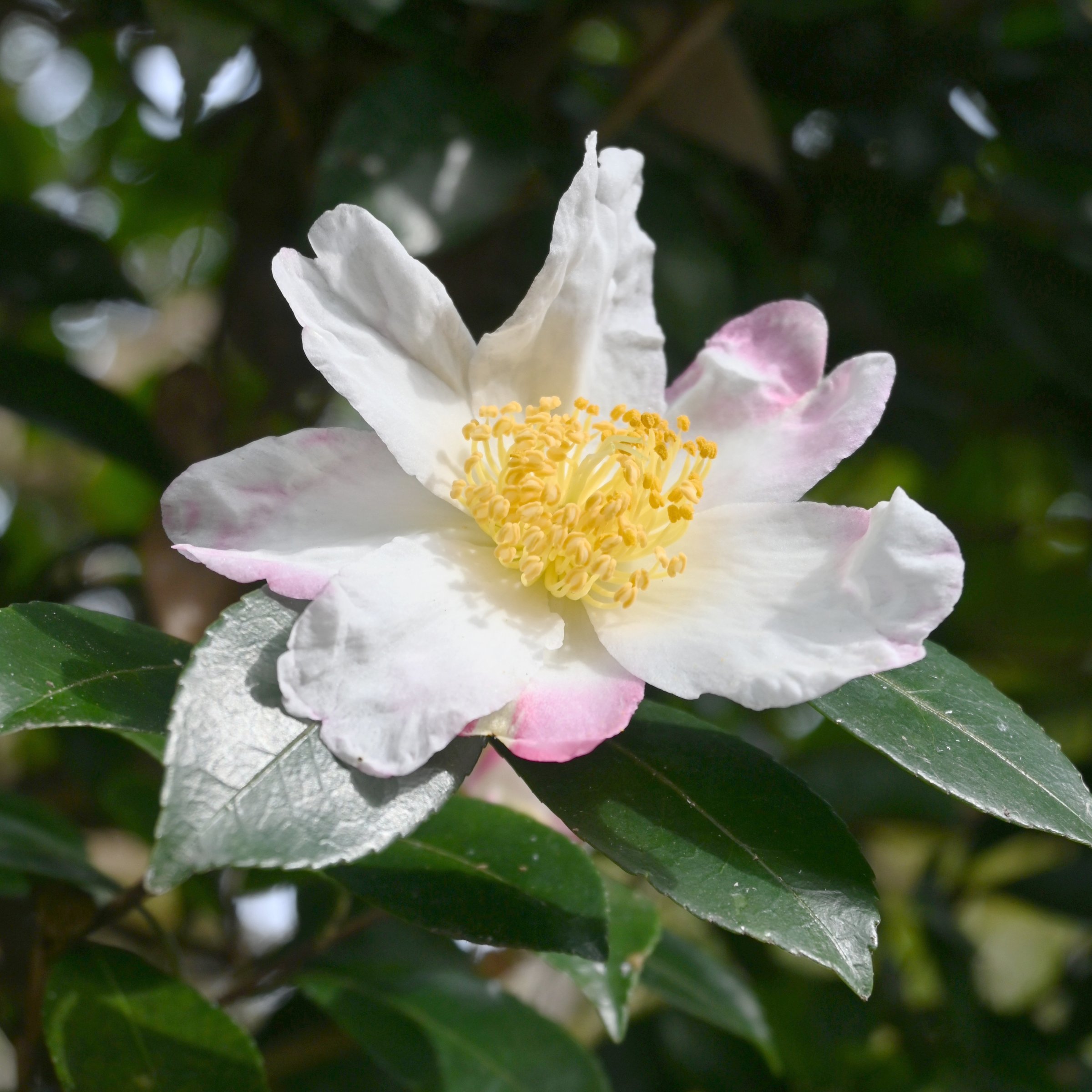 National Plant Network 3 gal. Camellia Sasanqua Northern Lights Shrub