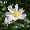 thumbnail image 6 of National Plant Network 3 gal. Camellia Sasanqua Northern Lights Shrub, 6 of 10