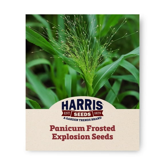 Harris Seeds - Panicum Frosted Explosion Seeds - Green Plumes - 100 Seeds