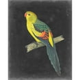 thumbnail image 3 of Vision Studio 12x14 Black Modern Framed Museum Art Print Titled - Dramatic Parrots VI, 3 of 5