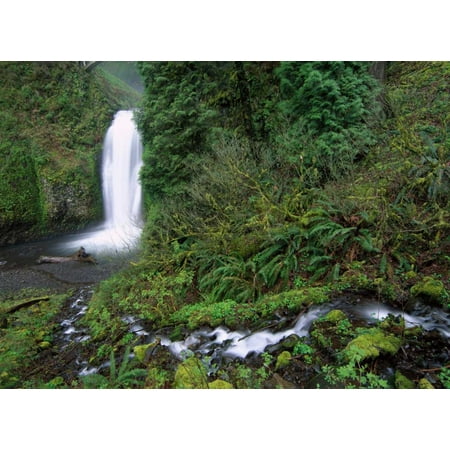 Multnomah Falls cascading through temperate rainforest Columbia River Gorge near Portland Oregon Poster Print by Tim