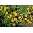 thumbnail image 2 of 100 HAIRY GOLDEN ASTER Chrysopsis Heterotheca Villosa Herb Yellow Flower Seeds, 2 of 9