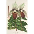 thumbnail image 2 of Charles Antoine Lemaire 13x18 Black Ornate Wood Framed Double Matted Museum Art Print Titled - Cypripedium Veitchianum (1854-1896), 2 of 5
