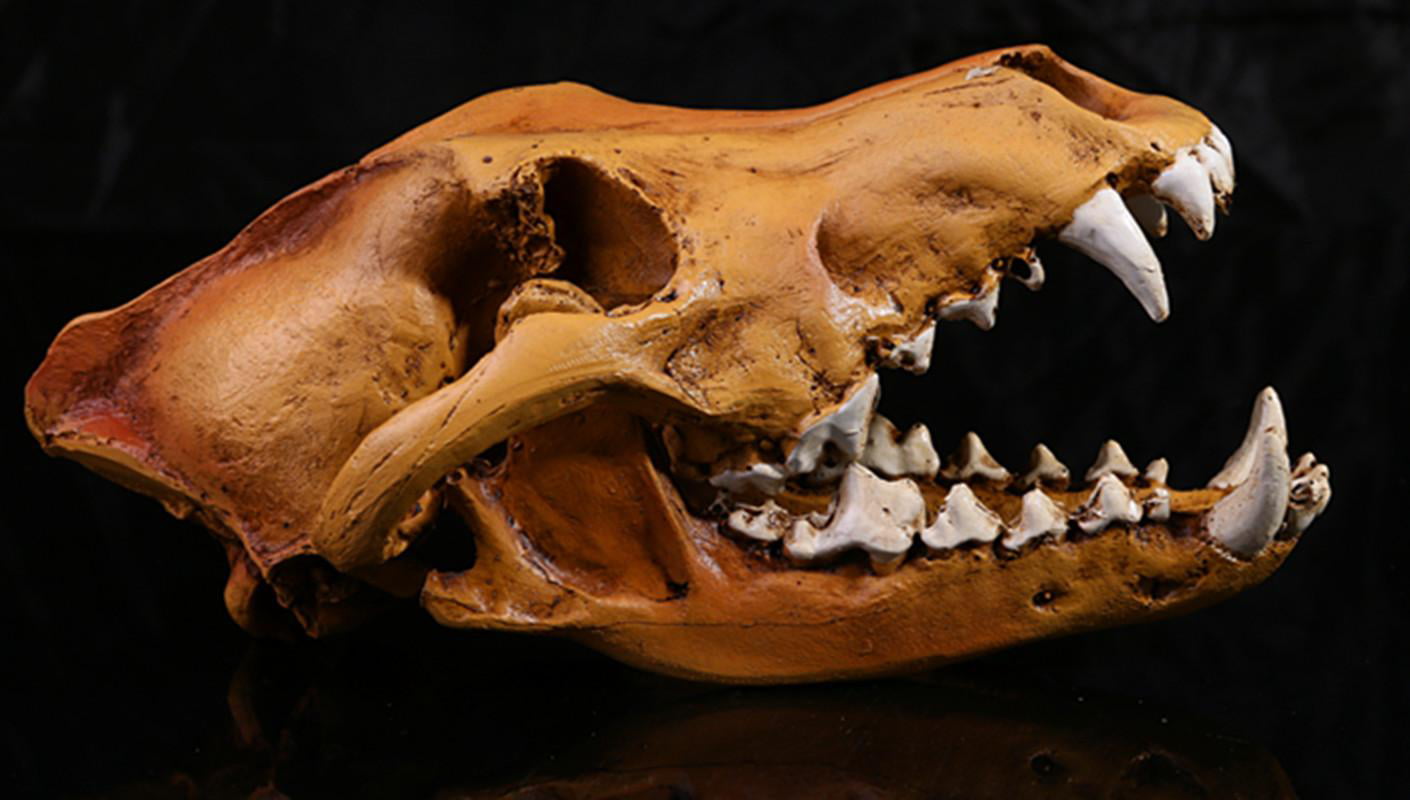 Realistic Lifelike Cat Skull Replica Lab Teaching Skeleton Model Collectibles 