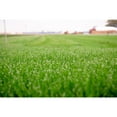 thumbnail image 2 of Barenbrug Turf Savor RTF Grass Seed Blend with Yellow Jacket Seed Coating, 25lb, 2 of 5