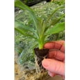 thumbnail image 3 of Elite Gold Pineapple Plant 4-7" Tall for Planting, Pineapple Plant, Ananas Comosus, Tropical Fruit Plant, Outdoor Garden, 3 of 5
