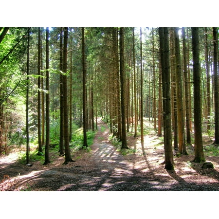 - Peel-n-Stick Poster of Bavarian Forest Bavarian Forest Glade Atmosphere Poster 24x16 Adhesive Sticker Poster Print