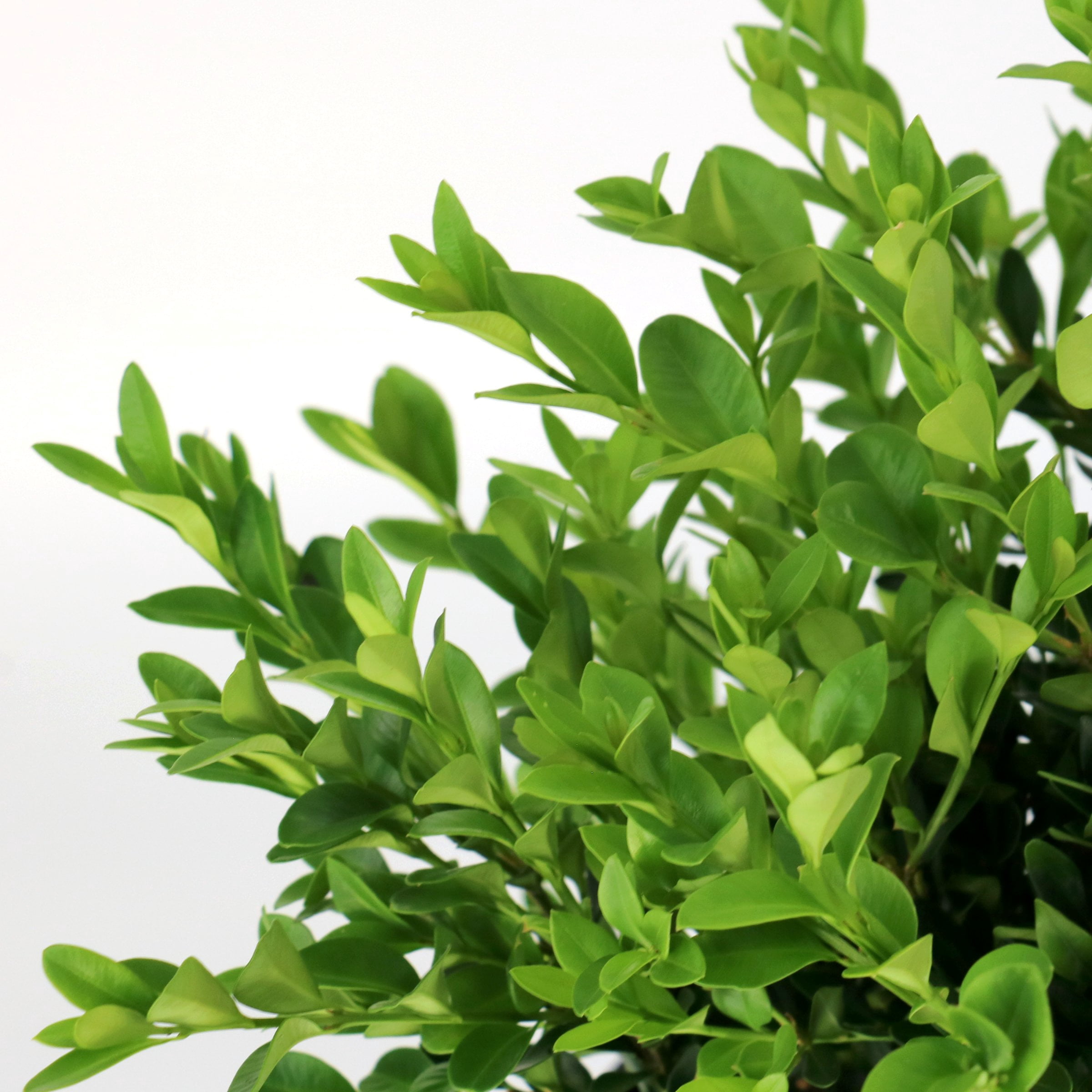 3 gal. Boxwood Green Velvet Shrub