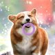 thumbnail image 1 of Anillos interactivos de entrenamiento para perros | Juguetes anti-mordiscos para aliviar la tensión | Juego de rompecabezas de plástico resistente a las mordeduras para estimulación mental y a, 1 of 5