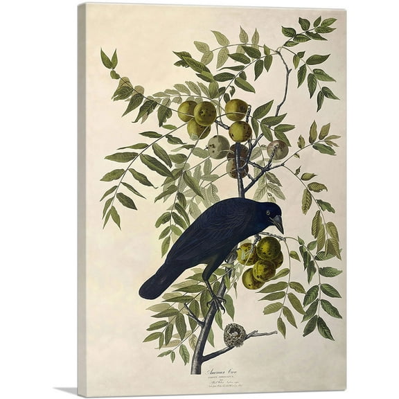 ARTCANVAS American Crow Canvas Art Print by John James Audubon - Size: 26" x 18" (0.75" Deep)