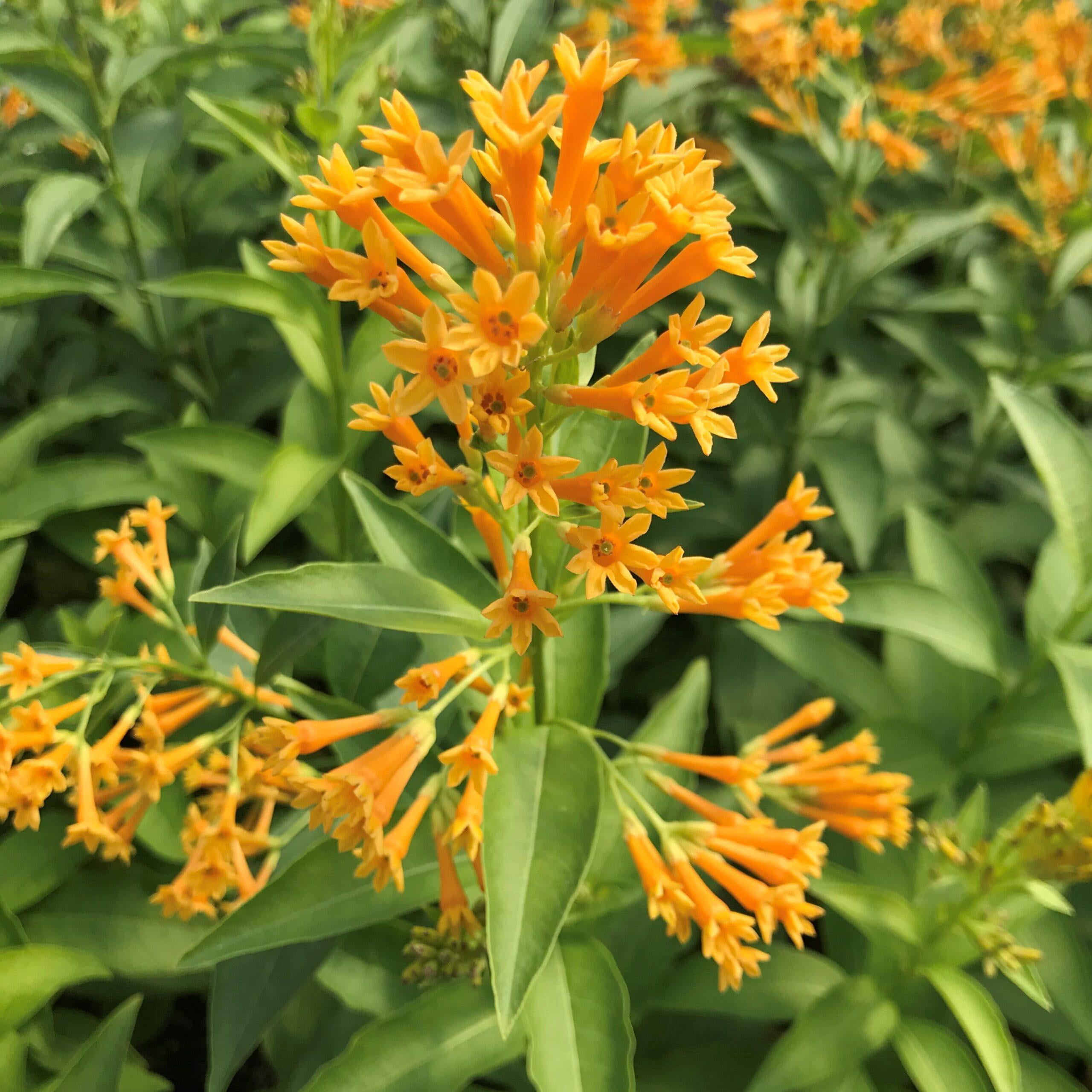 RedCrocus Jessamine Cestrum Assorted- Fragrant, Evergreen Shrub for Gardens & Containers- Attracts Pollinators & Fits Full Sun/Partial Shade 6" Pot (Pack of 5)