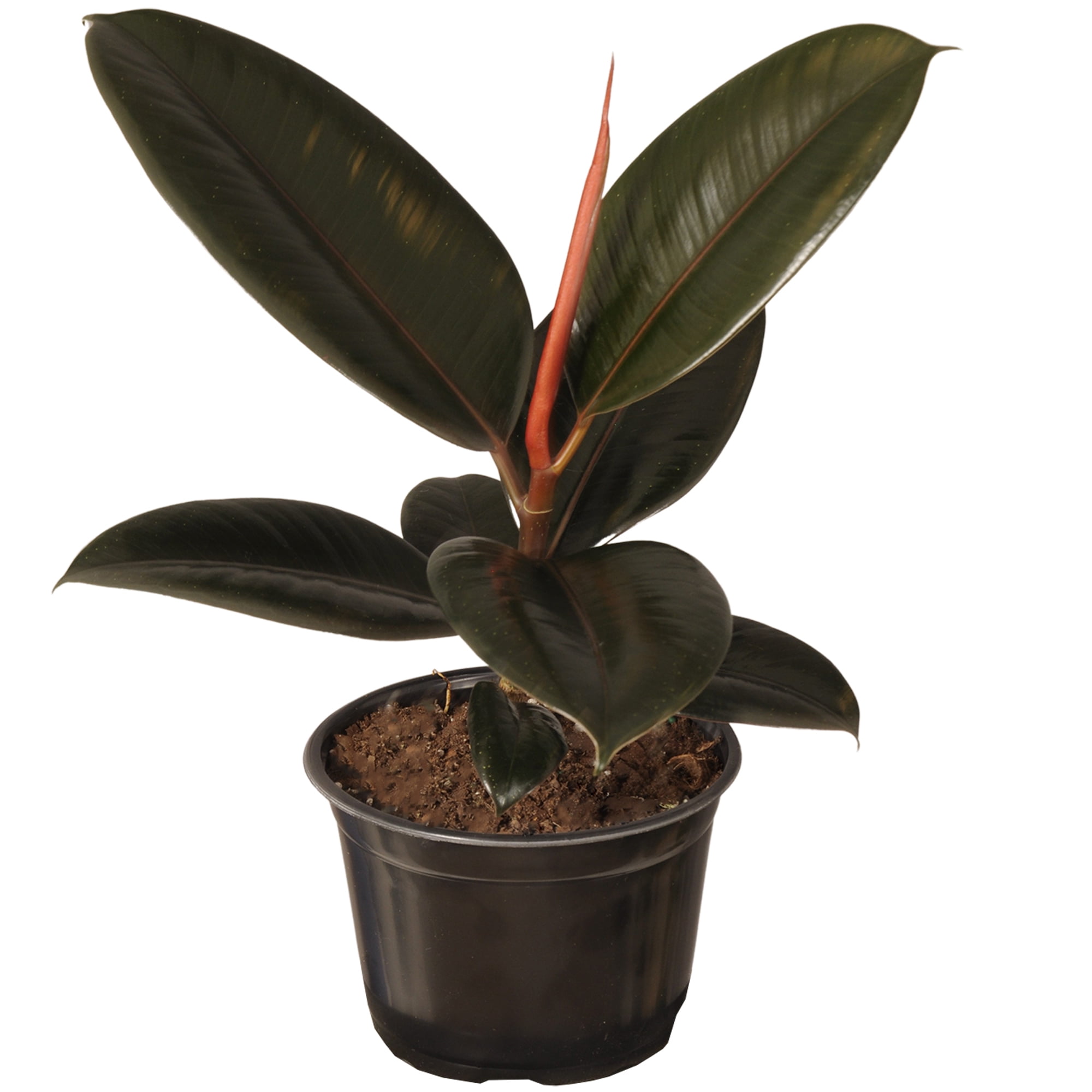 United Nursery Live Ficus Burgundy Plant 14-18 inches Tall in 6-inch Grower Pot