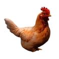 thumbnail image 2 of 16Inch Realistic Hen Plush Doll Cute Stuffed Throw Pillow Soft and Comforting Sleep Companion for Home Desktop Decoration Ideal Gift (1PC), 2 of 4